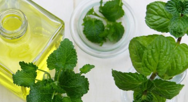 Borsmenta - A sokoldalú csodanövény