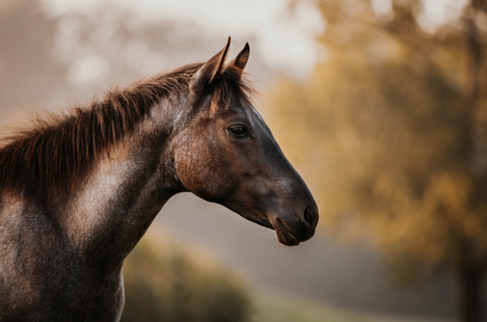 Lovak és a légúti megbetegedések - Fontos a prevenció